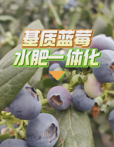 基质蓝莓水肥一体化系统，华维灌溉成套好用。