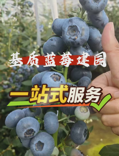 ACA第六谷&middot;蓝莓谷，基质蓝莓从建园到运营一站式管家服务...