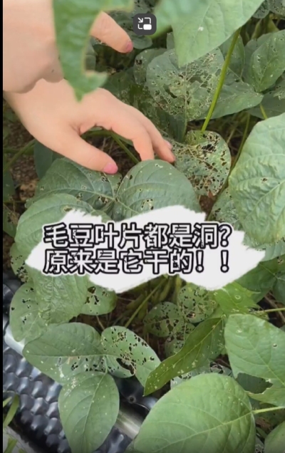 毛豆叶片都是洞，原来不是青虫吃的？