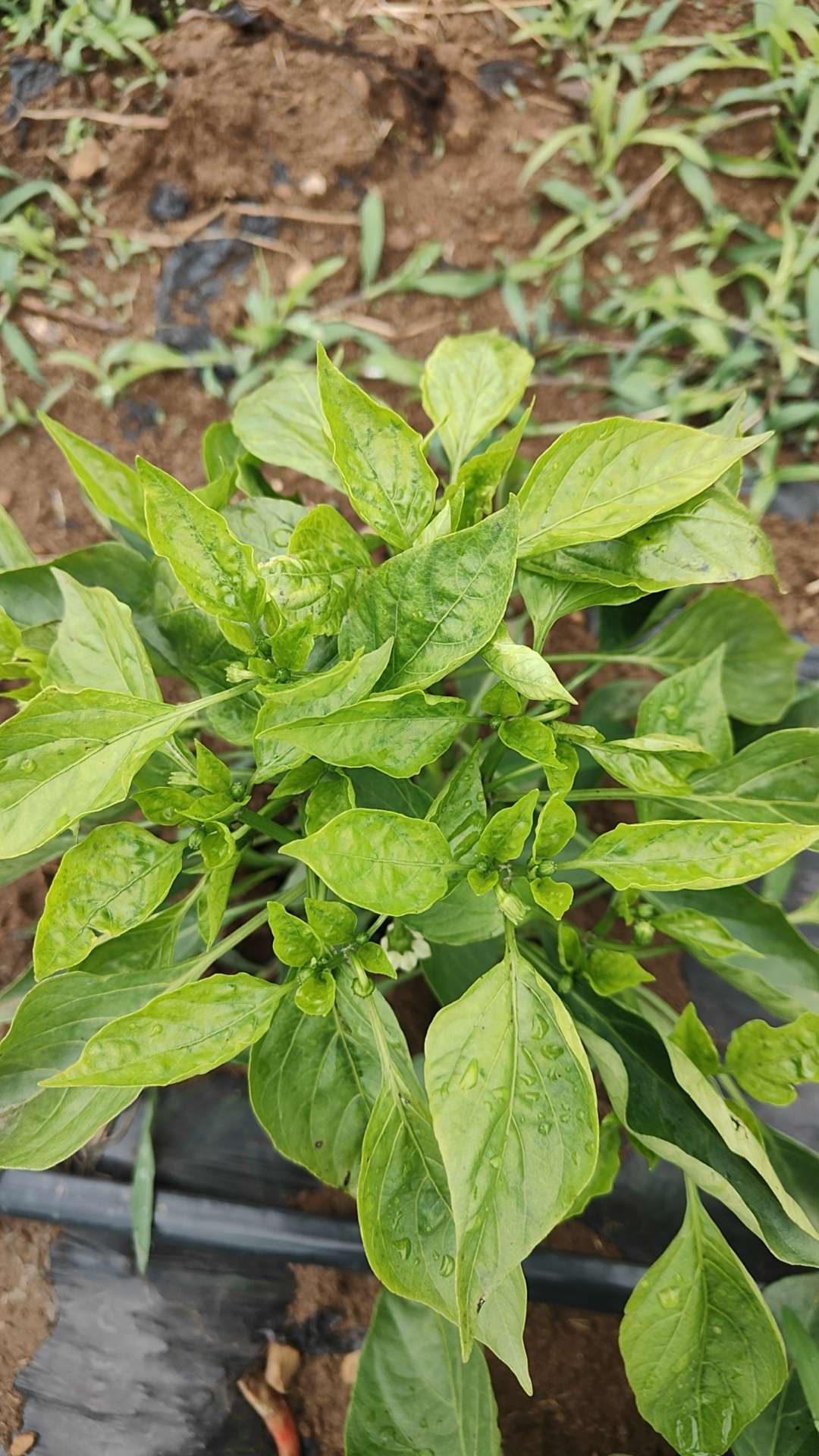 这样子的辣椒疾病