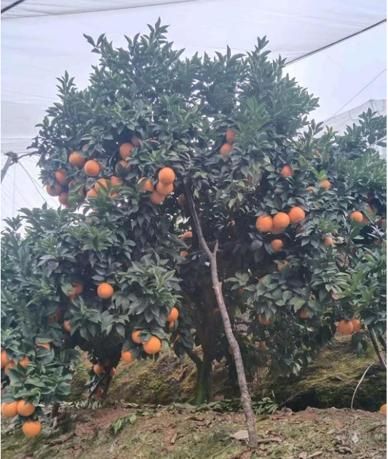 江西赣州寻乌的脐橙🍊、蜜橘🍊，咱家的赣南脐橙和寻乌蜜橘都是爸妈在自家果园防虫网棚