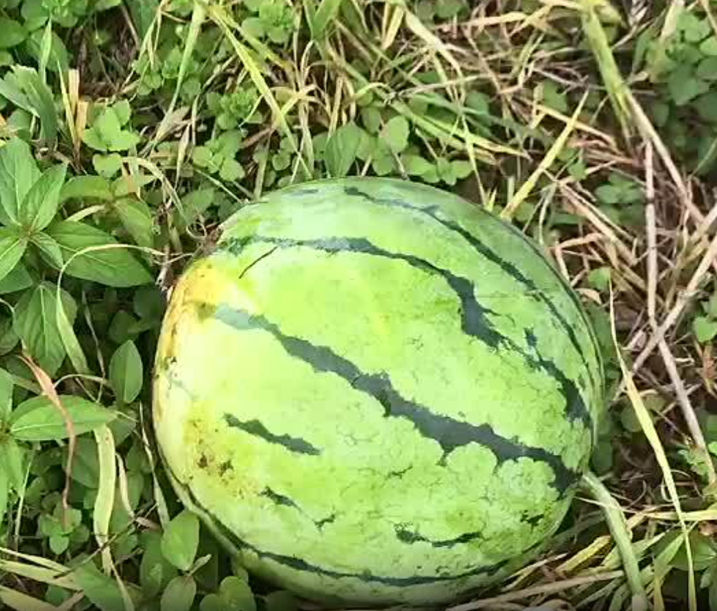 湖北精品大棚种植的无籽美都已成熟，果实不仅耐运输，而且糖分高，可代发全国。