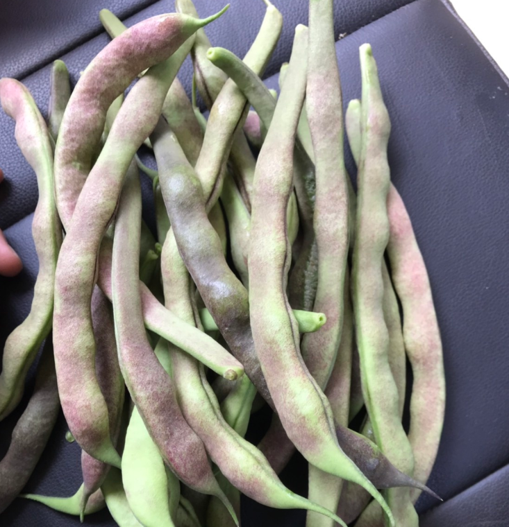 花皮菜豆 四季豆，自家基地直销，50亩 自家产地种植，