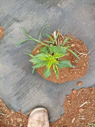 下雨过后的辣椒疾病