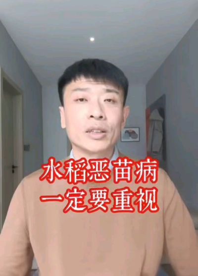 水稻恶苗病发生原因及预防！