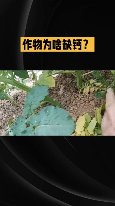 地里明明不缺钙，为啥农作物还会缺钙？