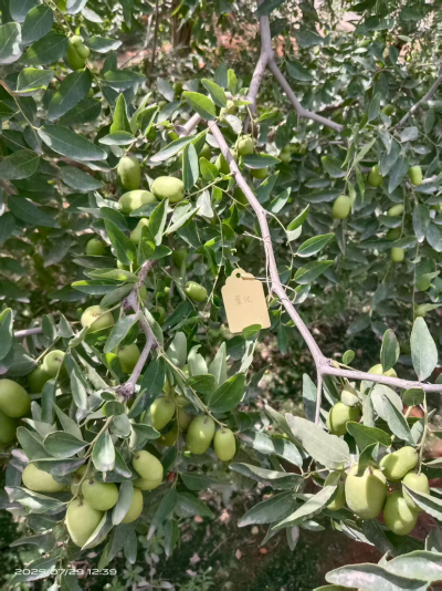 这是棵黄化树，艾乐根处理，100毫升，树盘开浅沟（10㎝），兑水35斤冲施，埋沟。现在产量很棒