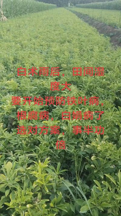 雨期过后白术病害要防治了
预防铁叶病，白娟病
现在也进入了膨大期
可以打膨大的