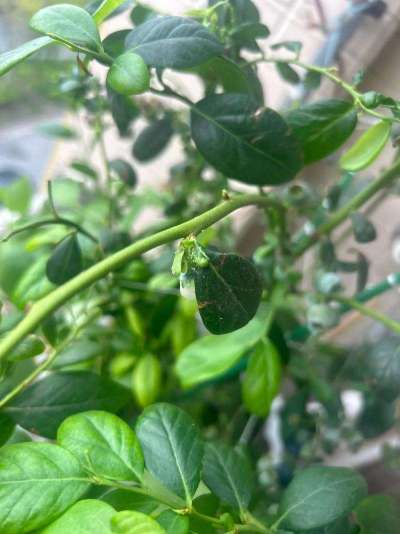 蓝莓白粉虱：从识别到防治的全指南