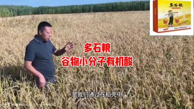 多石粮--谷物小分子有机酸
水稻/小麦，分蘖期 孕穗期 灌浆期 ，使用3次，增产看得见