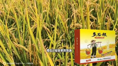 多石粮-谷物小分子有机酸，田间表现。
剑叶挺拔，灌浆饱，千粒重，上粮快。