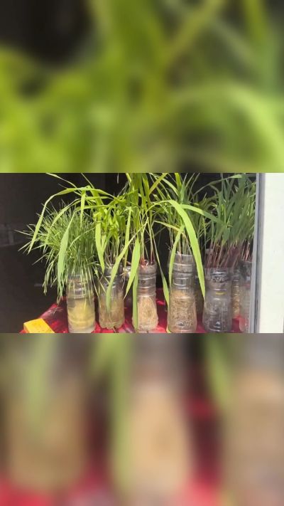 微生物菌剂，出厂前每克添加5亿微生物。最新实验生根育苗，保证不烧苗，促进毛细根增长，抑制病虫害，疏松土壤，保水保肥。近期需要用肥的老板提前联系，19331068337微信同步。