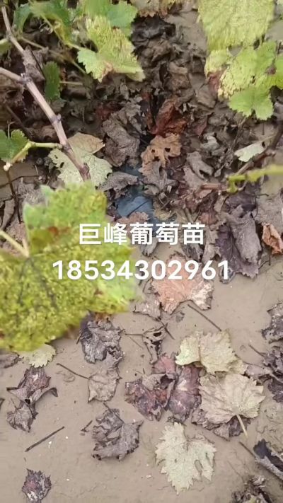 巨峰葡萄苗，一年扦插苗，苗圃基地直销！需要联系18534302961