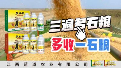 冬季种植，油菜，小麦，草莓等作物的，出现了除草剂药害，黄叶，僵苗，苗不长等问题，马上用多石粮，确保5天见到效果。