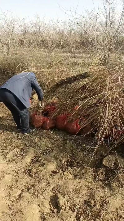 出售药用连翘苗，科研五号优质种苗，2/5年苗，药用连翘树，挂果树，全国包邮到家！财富密码18534302961出售药用连翘苗，科研五号优质种苗，2/5年苗，药用连翘树，挂果树，全国包邮到家！财富密码1