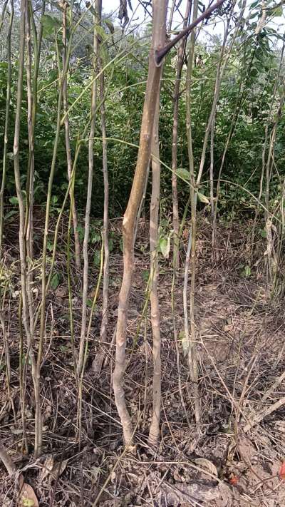 出售臭椿苗，巨峰葡萄苗。药用连翘苗，科研五号优质种苗，2/5年苗，药用连翘树，挂果树，全国包邮到家！财富密码18534302961