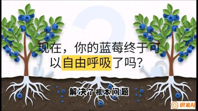 第3节：别把树&ldquo;憋死&rdquo;&mdash;&mdash;正确的定植与换盆手法,   课程：《蓝莓&ldquo;高产&rdquo;实战课：从选苗到丰收的10个关键点》