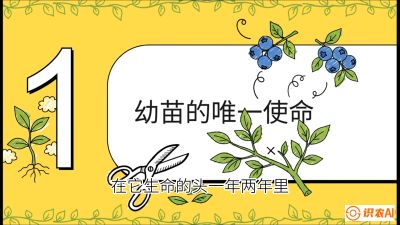 第6节：修剪决定产量（上）&mdash;&mdash;幼苗期与生长期修剪， 课程：《蓝莓&ldquo;高产&rdquo;实战课：从选苗到丰收的10个关键点》