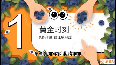 第10节：完美的&ldquo;果粉&rdquo;&mdash;&mdash;采摘时机与保鲜， 课程：《蓝莓&ldquo;高产&rdquo;实战课：从选苗到丰收的10个关键点》