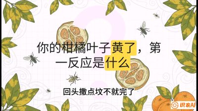 第一节：保命生死线&mdash;&mdash;黄龙病与木虱，课程：《柑橘十大病虫害：从入门到精通》