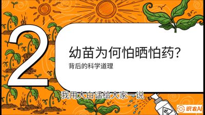 第02节：幼树管理&mdash;&mdash;&ldquo;防晒又防草，树势起得早&rdquo;，课程：《槟榔种植：从不懂到精通的10堂必修课》