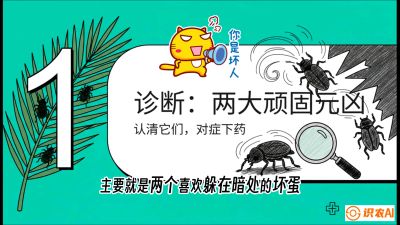 第06节：顽固虫害防治&mdash;&mdash;&ldquo;钻心虫与红蜘蛛，打准时间才服输&rdquo;《槟榔种植：从不懂到精通的10堂必修课》