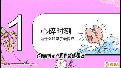 第08节：微量元素与保果&mdash;&mdash;&ldquo;补硼又补钙，果子不裂坏&rdquo;《槟榔种植：从不懂到精通的10堂必修课》