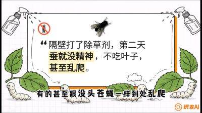 第05节：养蚕人的&ldquo;排雷战&rdquo;&mdash;&mdash;除草剂的生死禁忌，课程：《桑海淘金：桑树高产与蚕桑安全进阶实战课》