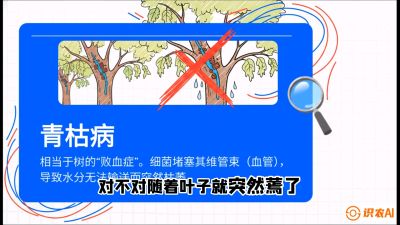 第08节：看不见的杀手&mdash;&mdash;青枯病与萎缩病，课程：《桑海淘金：桑树高产与蚕桑安全进阶实战课》