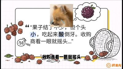 第10节：甜蜜的科学&mdash;&mdash;膨大、增甜与转色，课程：《桑海淘金：桑树高产与蚕桑安全进阶实战课》