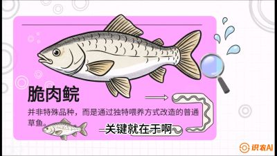 第六节：【老品升级&middot;脆肉鲩】如何让草鱼身价翻倍？，课程：《黄金鳞甲：2025中国淡水鱼高效养殖实战营》