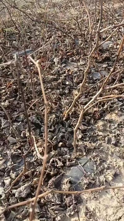 出售巨峰葡萄苗。药用连翘苗，科研五号优质种苗，2/5年苗，药用连翘树，挂果树，全国包邮到家！财富密码18534302961