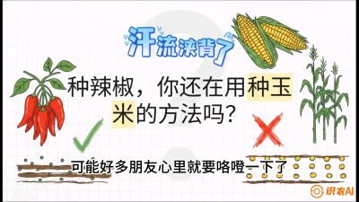 第1节：【品种定江山】工业辣椒vs小米辣：底肥公式与密度陷阱的&ldquo;百万生意经&rdquo;，课程：《辣椒种植实战特训营，从工业辣椒到精品小米辣，教你如何把&ldquo;草&rdquo;种成&ldquo;金&rdquo;》