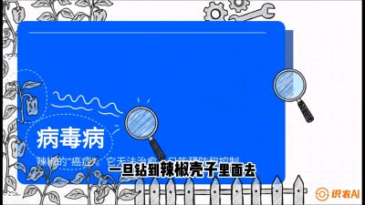 第5节：【病毒病阻击】辣椒的&ldquo;癌症&rdquo;怎么治？从&ldquo;绝收恐慌&rdquo;到&ldquo;带毒生产&rdquo;的逆转术，课程：《辣椒种植实战特训营，从工业辣椒到精品小米辣，教你如何把&ldquo;草&rdquo;种成&ldquo;金&rdquo;》
