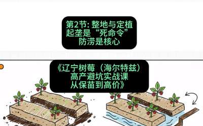 第二节： 整地与定植&mdash;&mdash;起垄是&ldquo;死命令&rdquo;，防涝是核心，课程：《辽宁树莓（海尔特兹）高产避坑实战课：从保苗到高价》