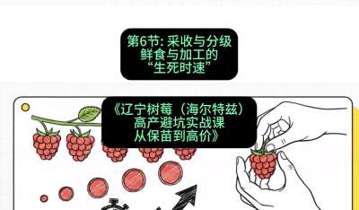 第六节： 采收与分级&mdash;&mdash;鲜食与加工的&ldquo;生死时速&rdquo;，课程：《辽宁树莓（海尔特兹）高产避坑实战课：从保苗到高价》