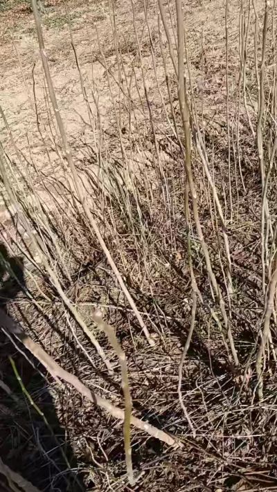 出售臭椿苗，巨峰葡萄苗。药用连翘苗，科研五号优质种苗，2/5年苗，药用连翘树，挂果树，全国包邮到家！财富密码18534302961