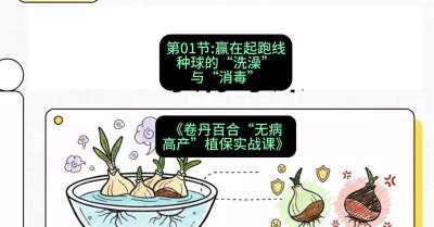第01节：赢在起跑线&mdash;&mdash;种球的&ldquo;洗澡&rdquo;与&ldquo;消毒&rdquo;，课程：《卷丹百合&ldquo;无病高产&rdquo;植保实战课》#识农AI