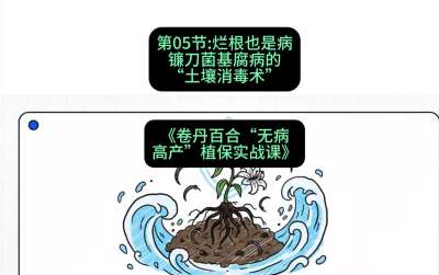 第05节：烂根也是病&mdash;&mdash;镰刀菌基腐病的&ldquo;土壤消毒术&rdquo; ，课程：《卷丹百合&ldquo;无病高产&rdquo;植保实战课》#识农AI