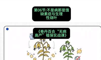 第06节：不是病那是饿&mdash;&mdash;缺素症与生理性烧叶 ，课程：《卷丹百合&ldquo;无病高产&rdquo;植保实战课》#识农AI