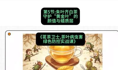 第05节：朱叶齐白茶&mdash;&mdash;守护&ldquo;黄金叶&rdquo;的颜值与蜡质层（重点），课程：《茗茶卫士&mdash;&mdash;茶叶病虫害绿色防控实战课》#识农AI