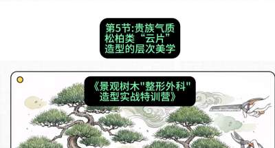 第05节：贵族气质&mdash;&mdash;松柏类&ldquo;云片&rdquo;造型的层次美学，课程：《景观树木&ldquo;整形外科&rdquo;造型实战特训营》#识农AI