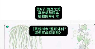 第06节：飘逸之美&mdash;&mdash;垂枝类与藤本植物的牵引术，课程：《景观树木&ldquo;整形外科&rdquo;造型实战特训营》#识农AI