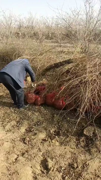出售药用连翘苗，科研五号优质种苗，2/5年苗，药用连翘树，挂果树，全国包邮到家！财富密码18534302961出售药用连翘苗，科研五号优质种苗，2/5年苗，药用连翘树，挂果树，全国包邮到家！财富密码1