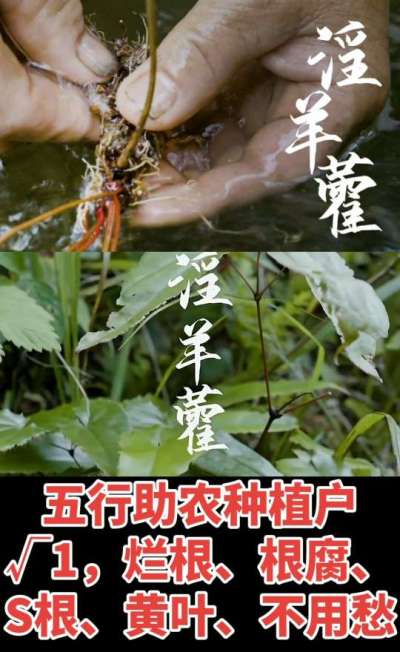 177，1907，0725，V 同号
1  老乡们！种淫羊藿不用乱买肥，咱这款专用肥，针对淫羊藿习性配的，壮苗防烂根，采收多卖钱，用过都回头！
2  咱种淫羊藿图的就是省心高产！专用肥薄肥勤施，苗不烧