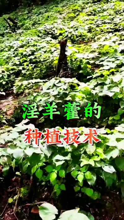 揭秘&ldquo;仙草&rdquo;淫羊藿的种植密码！耐严寒耐贫瘠，林下套种不占耕地，管理简单还能套种其他作物，一亩地的投入两亩地的收益～ 想返乡创业的赶紧码住！ #淫羊藿种植技术 #返乡创业项目 #药材种植指南 #农业新风