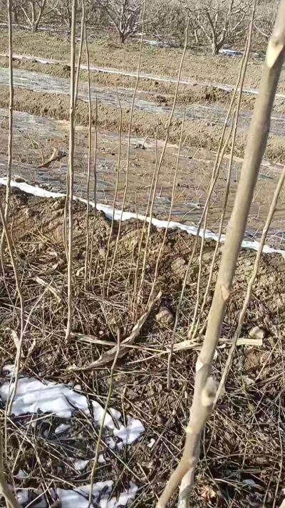 臭椿苗，一年苗，需要联系我，全国包邮到家。18534302961