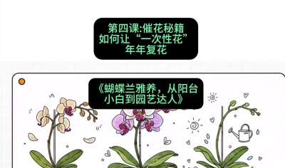 第四节：催花秘籍：如何让&ldquo;一次性花&rdquo;年年复花，课程：《蝴蝶兰雅养六讲：从阳台小白到园艺达人》#识农AI