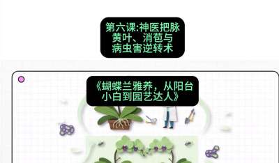 第六节：神医把脉：黄叶、消苞与病虫害逆转术，课程：《蝴蝶兰雅养六讲：从阳台小白到园艺达人》#识农AI
