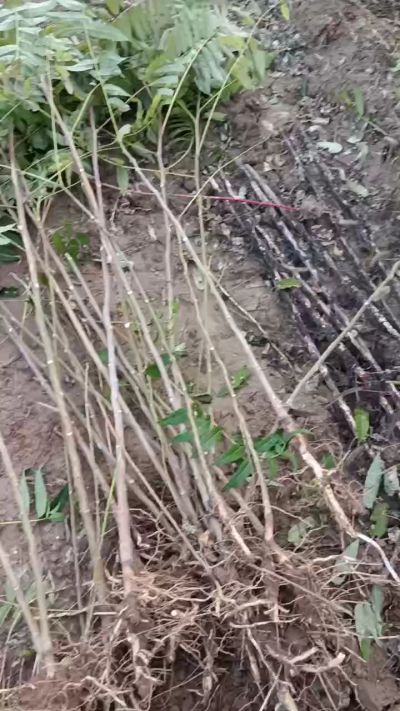 出售臭椿苗，巨峰葡萄苗。药用连翘苗，科研五号优质种苗，2/5年苗，药用连翘树，挂果树，全国包邮到家！财富密码18534302961